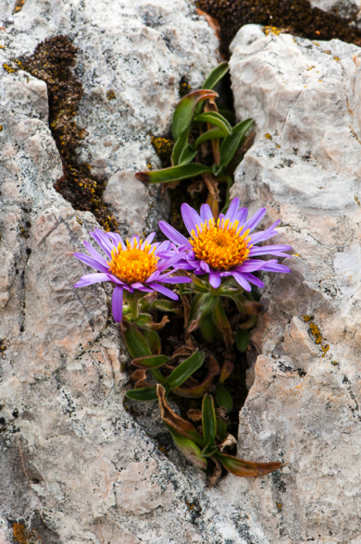 Alpen Aster