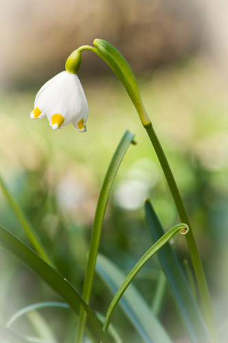 Frühlingsknotenblume