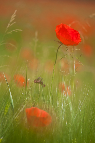 Klatschmohn